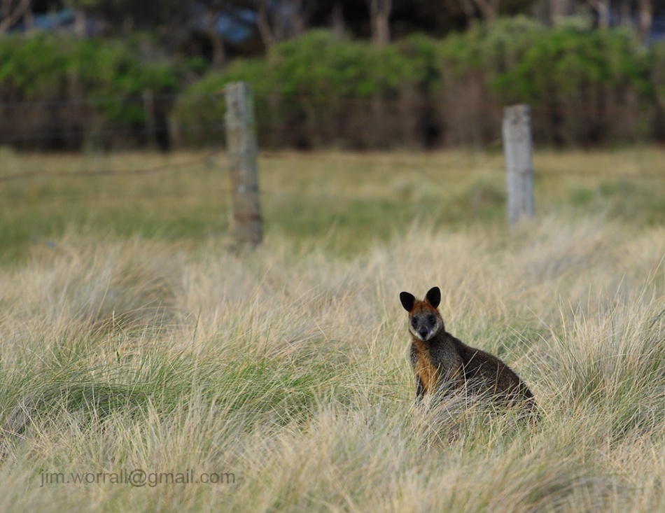 Jim Worrall wallaby Phillip Island Australia